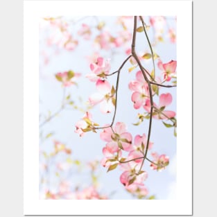 Sakura Flowers Posters and Art